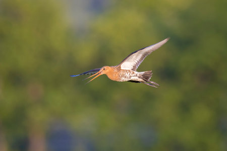 Black-tailed godwit Limosa Limosa in flight against a blue sky. Most of the European population wide in the Netherlands.の写真素材