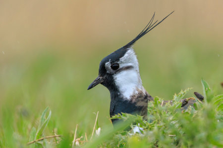Close up of a Northern lapwing, Vanellus vanellus, foraging in a meadow.
