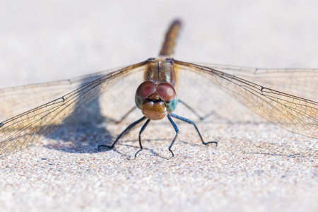 View of a common Darter, Sympetrum striolatum, male with his wings spread he is drying his wings in the early, warm sun lightの写真素材