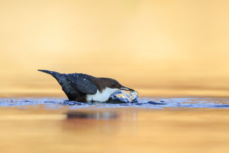 Close-up of a Northern white-throated dipper, Cinclus cinclus cinclus, foraging in waterの写真素材