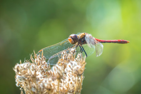 Close-up of a male vagrant darter, Sympetrum vulgatum, hanging on vegetationの写真素材