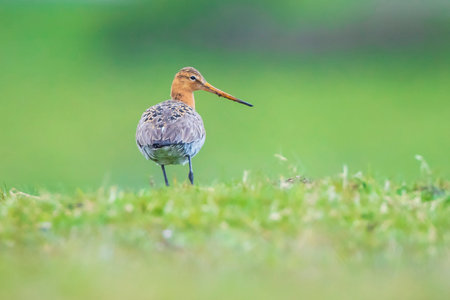 A black-tailed godwit (Limosa limosa) wader bird just returned this season calling on farmland with afternoon sunlight in front of him. Most of the European population breed in the Netherlands.の写真素材