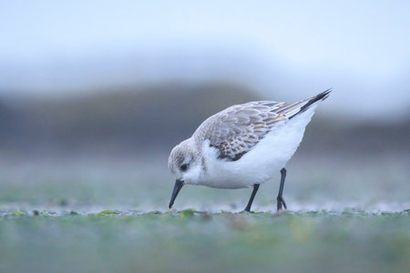 Sanderling, calidris alba, sandpiper bird foraging shells and scallops on a beachの写真素材