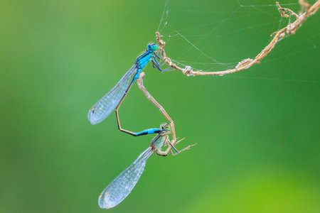 Close-up of a male and female blue-tailed damselfly or common bluetail Ischnura elegans making a mating pair in a heart or wheel shape.の写真素材