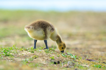 Close-up of a Canada goose Branta canadensis, chick or pullus foraging in a green meadowの写真素材