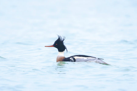 Red-breasted Merganser, Mergus serrator, swimming on the water surface.の写真素材