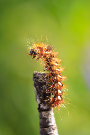 Closeup of a caterpillar or larva of a Acronicta rumicis, the knot grass moth, feeding leaves in nature.の写真素材