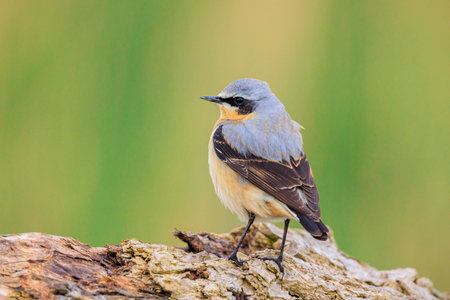 Close-up of a Northern wheatear male bird, Oenanthe oenanthe, perchingの写真素材