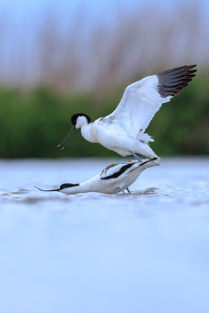 Close-up of a Pied Avocet, Recurvirostra avosetta, matingの写真素材