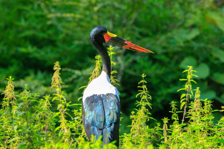 Close up portrait of a colorful saddle-billed stork, Ephippiorhynchus senegalensis, standing in a green meadow.の写真素材