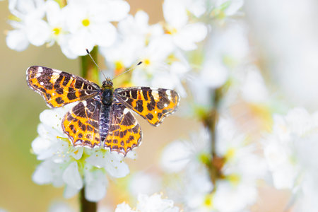 Close-up of the Map butterfly, Araschnia levana, in spring season with wings open,の写真素材