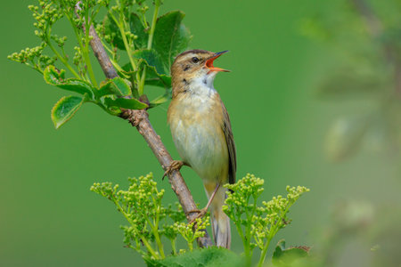 Closeup of a Sedge Warbler bird, Acrocephalusschoenobaenus, singing to attract a female during...
