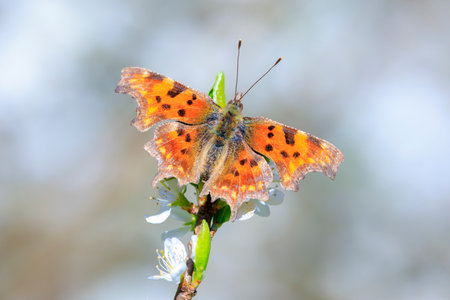 Comma butterfly Polygonia c-album feeding nectar on white flowers, soft focus image