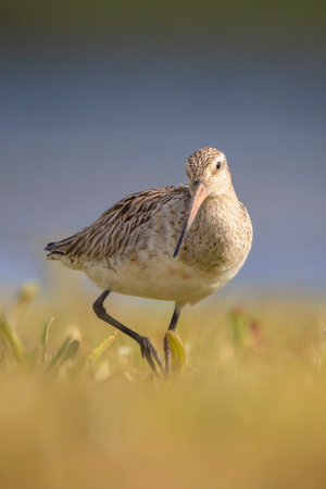 A Bar-tailed Godwit, Limosa lapponica, wader bird foraging and posing in grasslandの写真素材