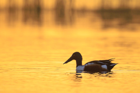 Closeup of a northern shoveler male duck, anas clypeata, swimming during sunset