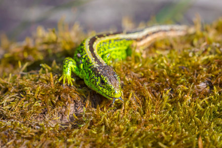 Sand lizard, Lacerta agilis, green male. Heating in the sun, resting on wood in a forestの写真素材