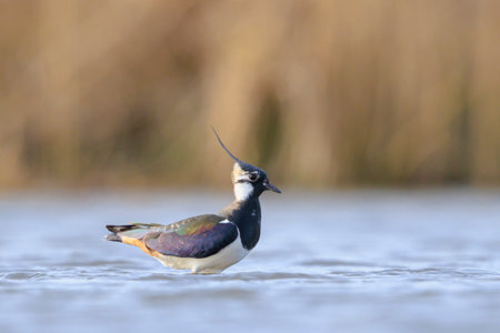Northern lapwing, Vanellus vanellus, foraging in water in bright sunlight.