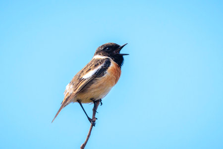 Stonechat, Saxicola rubicola, male bird close-up singing in the morning sunの写真素材