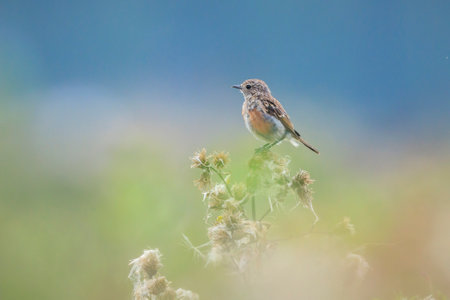 Stonechat, Saxicola rubicola, juvenile bird close-up singing in the morning sun