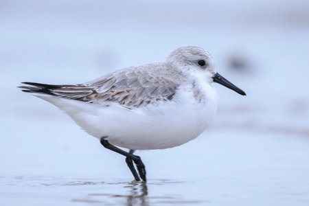 Sanderling, calidris alba, sandpiper bird foraging shells and scallops on a beach