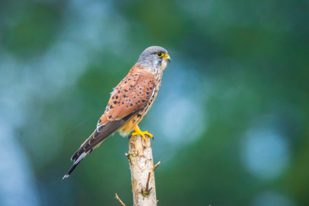 Closeup portrait of a male Common Kestrel falco tinnunculus resting on a branch in a tree topの写真素材
