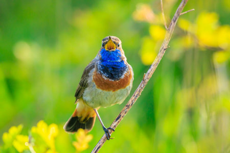 A blue-throat male bird Luscinia svecica cyanecula singing to attract a female during breeding...