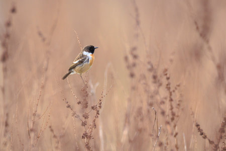 Stonechat, Saxicola rubicola, male bird close-up singing in the morning sun