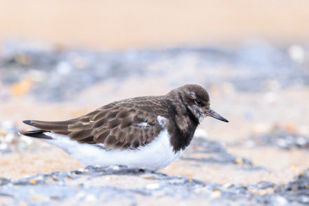 Ruddy turnstone wading bird, Arenaria interpres, foraging in between the rocks at the shore. These...
