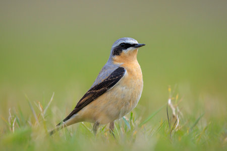 Close-up of a Northern wheatear male bird, Oenanthe oenanthe, foraging in grassの写真素材