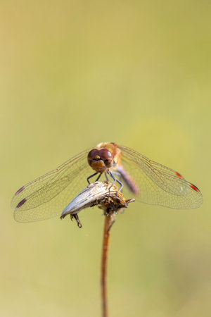 View of a common Darter, Sympetrum striolatum, male with his wings spread he is drying his wings in the early, warm sun light.の写真素材