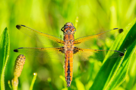 Closeup of a Scarce chaser, Libellula fulva, resting on vegetationの写真素材