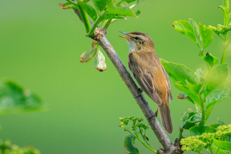 Closeup of a Sedge Warbler bird, Acrocephalusschoenobaenus, singing to attract a female during breeding season in Springtimeの写真素材