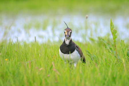 Northern lapwing, Vanellus vanellus, foraging in a meadow in bright sunlight.の写真素材