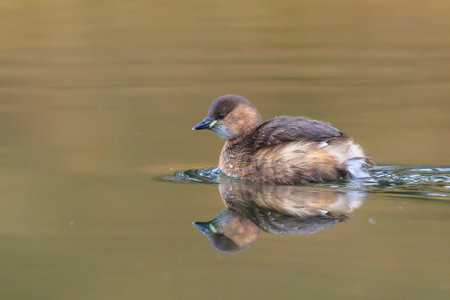 Close-up of a little grebe, Tachybaptus ruficollis, in winter plumage swimmingの写真素材