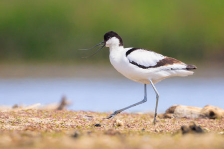 Close-up of a Pied Avocet, Recurvirostra avosetta, foraging in blue water.