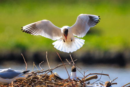 Close-up of a Black-headed gull, Chroicocephalus ridibundus, in flight