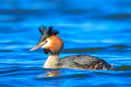 Portrait closeup of a great crested grebe, Podiceps cristatus swimming on the water surface on a...