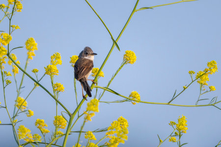 Closeup of a Whitethroat bird, Sylvia communis, foraging in a green meadowの写真素材
