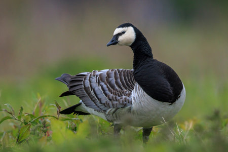 Close-up of a barnacle goose Branta leucopsis walking and foraging in a meadow on a sunny dayの写真素材