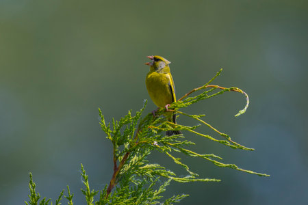 Colorful greenfinch male bird Chloris chloris singing in Springtimeの写真素材