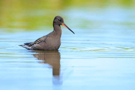 Closeup of a spotted redshank, Tringa erythropus, foraging in shallow water