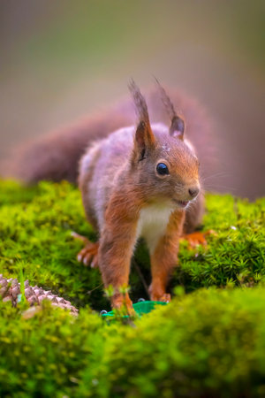 Eurasian red squirrel, Sciurus vulgaris, foraging in a forestの写真素材