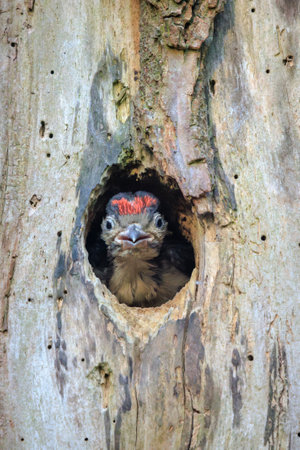 Closeup of a juvenile great spotted woodpecker bird, Dendrocopos major, in a tree nest hole in a...