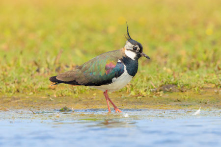Northern lapwing, Vanellus vanellus, wader bird foraging in a meadow in bright sunlight.