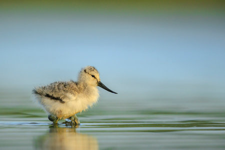 Pied Avocet Recurvirostra avosetta wader bird chick foraging in water.