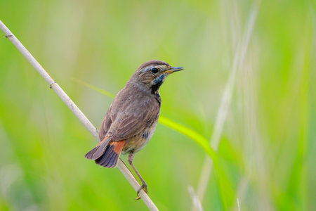 A blue-throat bird Luscinia svecica cyanecula singing during breeding season in Springtimeの写真素材