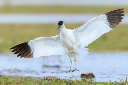 Close-up of a Pied Avocet, Recurvirostra avosetta, foraging in blue water