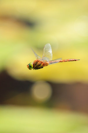 Close up of a green-eyed hawker dragonfly Aeshna isoceles, flying hunting insects. This is one of only two brown hawkers found in Europe.の写真素材