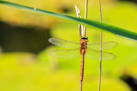 Close up of a green-eyed hawker dragonfly Aeshna isoceles, resting in already. This is one of only two brown hawkers found in Europe.の写真素材