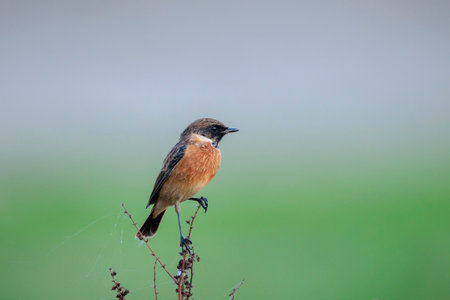 Stonechat, Saxicola rubicola, male bird close-up singing in the morning sunの写真素材